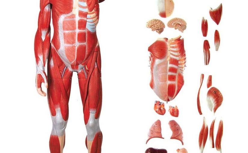 Human Muscle Anatomy Model
