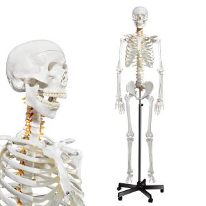 Human Skeleton Model Anatomy