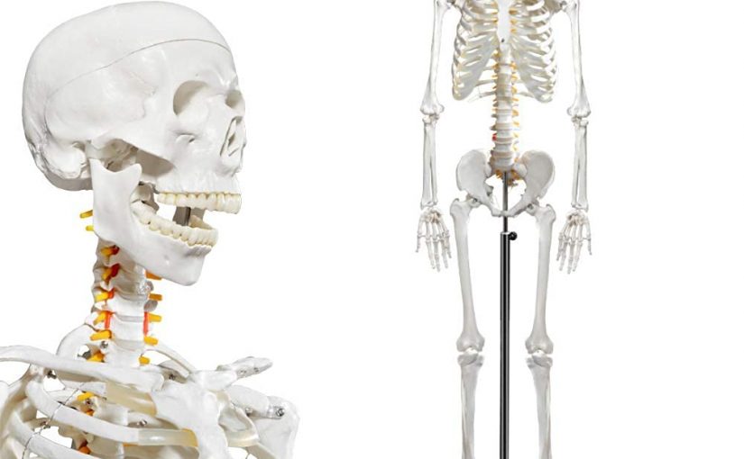 Human Skeleton Model Anatomy