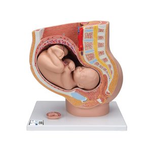 Pregnancy Pelvis Anatomy Model