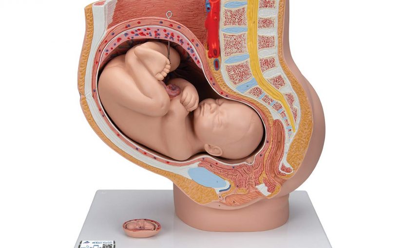 Pregnancy Pelvis Anatomy Model