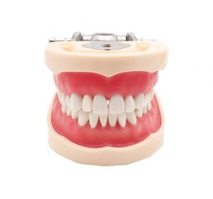 Teeth Models Dental Anatomy