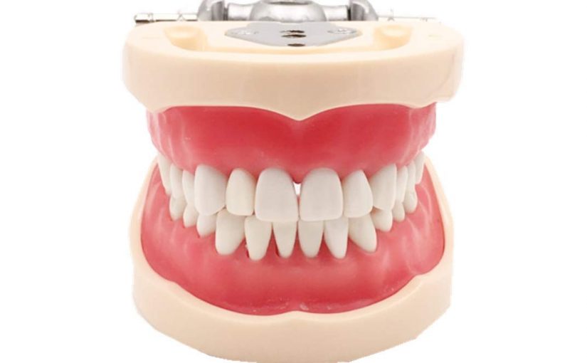 Teeth Models Dental Anatomy
