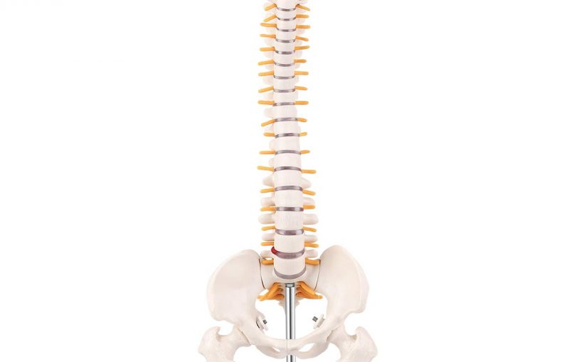 Vertebral Column Spine Model